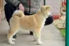 Dodatkowe zdjęcia: Akita Inu