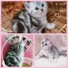 Zdjęcie №1. scottish fold - na sprzedaż w Mińsk | negocjowane | Zapowiedź № 39002