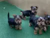 Zdjęcie №1. yorkshire terrier - na sprzedaż w Berlin | 1256zł | Zapowiedź №107369