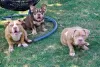 Zdjęcie №2 do zapowiedźy № 111695 na sprzedaż  american bully - wkupić się Bośnia i Hercegowina hodowca