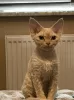 Dodatkowe zdjęcia: Devon Rex Cynamon