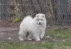 Zdjęcie №1. samojed (rasa psa) - na sprzedaż w Wyszków | 5023zł | Zapowiedź №41884