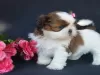 Zdjęcie №1. shih tzu - na sprzedaż w Салоники | 1674zł | Zapowiedź №44904