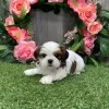 Zdjęcie №2 do zapowiedźy № 99906 na sprzedaż  shih tzu - wkupić się Niemcy hodowca