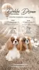 Zdjęcie №1. cavalier king charles spaniel - na sprzedaż w Inđija | negocjowane | Zapowiedź №100794