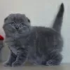 Zdjęcie №2 do zapowiedźy № 122841 na sprzedaż  scottish fold - wkupić się Finlandia 