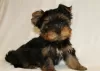 Dodatkowe zdjęcia: Sprzedam szczenięta rasy Yorkshire Terrier