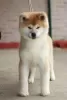 Dodatkowe zdjęcia: Akita Inu