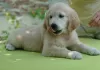 Zdjęcie №3. Szczenię golden retrievera. Ukraina