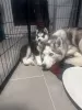 Dodatkowe zdjęcia: Sprzedam urocze szczenięta Siberian Husky