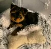 Zdjęcie №1. yorkshire terrier - na sprzedaż w Antheia | 1256zł | Zapowiedź №13061