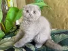 Zdjęcie №1. scottish fold - na sprzedaż w Киль | Bezpłatny | Zapowiedź № 95893