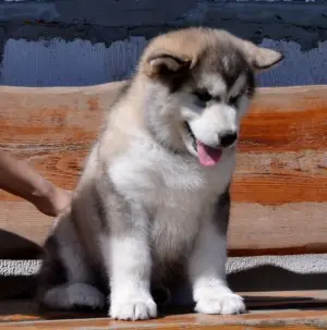 Dodatkowe zdjęcia: Szczenięta Alaskan Malamute