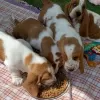 Zdjęcie №1. basset hound - na sprzedaż w Monachium | 1465zł | Zapowiedź №127257