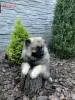 Dodatkowe zdjęcia: Szczenięta Keeshond / szpic wilczy