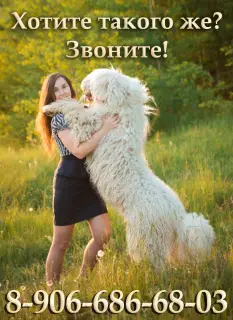 Zdjęcie №1. komondor - na sprzedaż w Moskwa | Negocjowane | Zapowiedź №2703