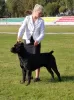 Zdjęcie №1. Usługi krycia - rasa: cane corso. Cena - negocjowane