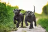 Zdjęcie №1. cane corso - na sprzedaż w Połtawa | 7003zł | Zapowiedź №86330