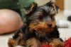 Zdjęcie №1. yorkshire terrier - na sprzedaż w Rüdersdorf | negocjowane | Zapowiedź №97601