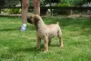 Zdjęcie №3. Mastif południowoafrykański, Boerboel. Serbia