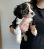 Zdjęcie №1. cavalier king charles spaniel - na sprzedaż w Buffalo | 872zł | Zapowiedź №64144