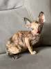 Zdjęcie №2 do zapowiedźy № 88502 na sprzedaż  kot cornish rex - wkupić się Austria prywatne ogłoszenie