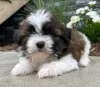 Zdjęcie №1. shih tzu - na sprzedaż w Patras | 1256zł | Zapowiedź №78594