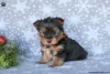 Zdjęcie №4. Sprzedam yorkshire terrier w Garmisch-Partenkirchen.  - cena - 2930zł