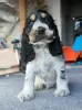 Zdjęcie №3. Cocker spaniel angielski. Polska