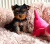 Zdjęcie №1. yorkshire terrier - na sprzedaż w Lahti | Bezpłatny | Zapowiedź №98987