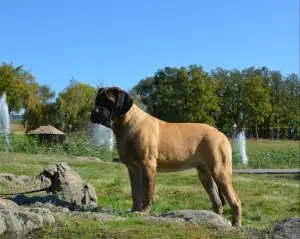 Dodatkowe zdjęcia: Szczenięta rasy Mastiff Angielski