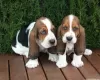 Zdjęcie №1. basset hound - na sprzedaż w Афины | 1674zł | Zapowiedź №44901