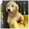 Zdjęcie №3. Szczenięta Golden Retriever do adopcji. Niemcy