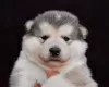 Zdjęcie №3. Szczenięta Alaskan Malamute. Serbia