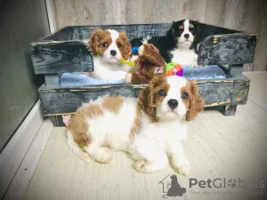 Zdjęcie №1. cavalier king charles spaniel - na sprzedaż w Czernigow | 5574zł | Zapowiedź №7467