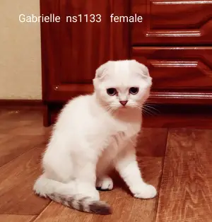 Zdjęcie №1. scottish fold - na sprzedaż w Krasnodar | Negocjowane | Zapowiedź № 3482