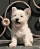 Dodatkowe zdjęcia: suczka szczeniaka west highland white terrier