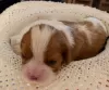 Dodatkowe zdjęcia: Cavalier Kings Charles Spaniel Szczeniaki