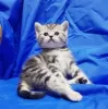 Zdjęcie №1. scottish fold - na sprzedaż w Wiesbaden | 1256zł | Zapowiedź № 97044