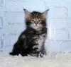 Zdjęcie №3. Koty rasy Maine Coon. Federacja Rosyjska