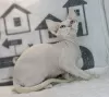 Zdjęcie №1. devon rex - na sprzedaż w Leicester | 1046zł | Zapowiedź № 123512