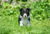 Dodatkowe zdjęcia: Szczeniaki border collie