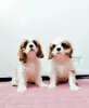 Zdjęcie №2 do zapowiedźy № 39421 na sprzedaż  cavalier king charles spaniel - wkupić się Federacja Rosyjska prywatne ogłoszenie