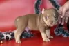 Zdjęcie №4. Sprzedam american bully w Petersburg. od żłobka - cena - negocjowane