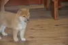 Zdjęcie №3. Beautiful shiba inu. Szwecja