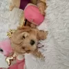 Zdjęcie №3. Maltipoo fb1 BellaQueen. Polska