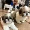 Zdjęcie №1. shih tzu - na sprzedaż w Illinois City | 2773zł | Zapowiedź №93495