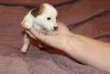 Dodatkowe zdjęcia: Szczenięta Jack Russell Terrier