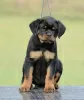 Zdjęcie №3. Szczenięta Rottweilera, najwyższy miot. Serbia