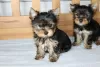 Zdjęcie №1. yorkshire terrier - na sprzedaż w Liberec | 1256zł | Zapowiedź №123766